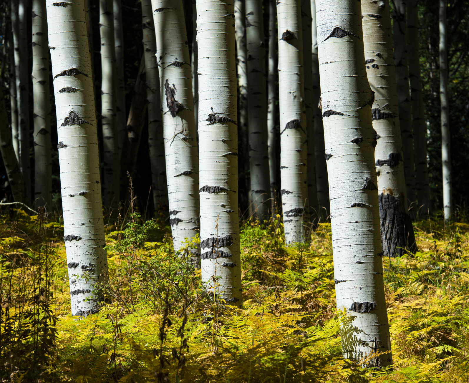 09_24_19 crested butte0718.jpg